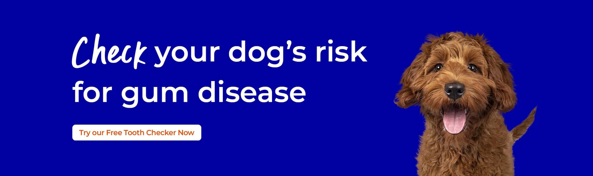 Pet Dental Care | Spinney Vets Northampton