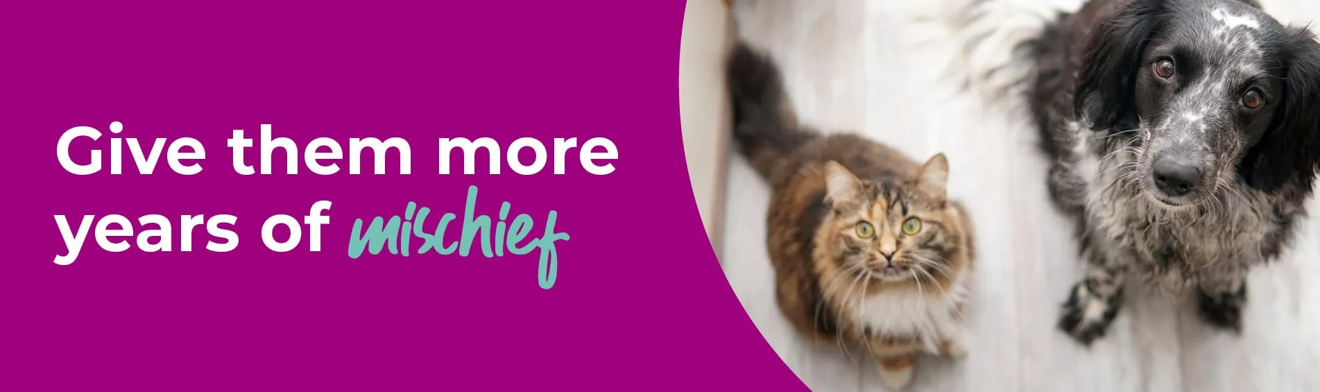 Senior Pets | Spinney Vets | Northampton
