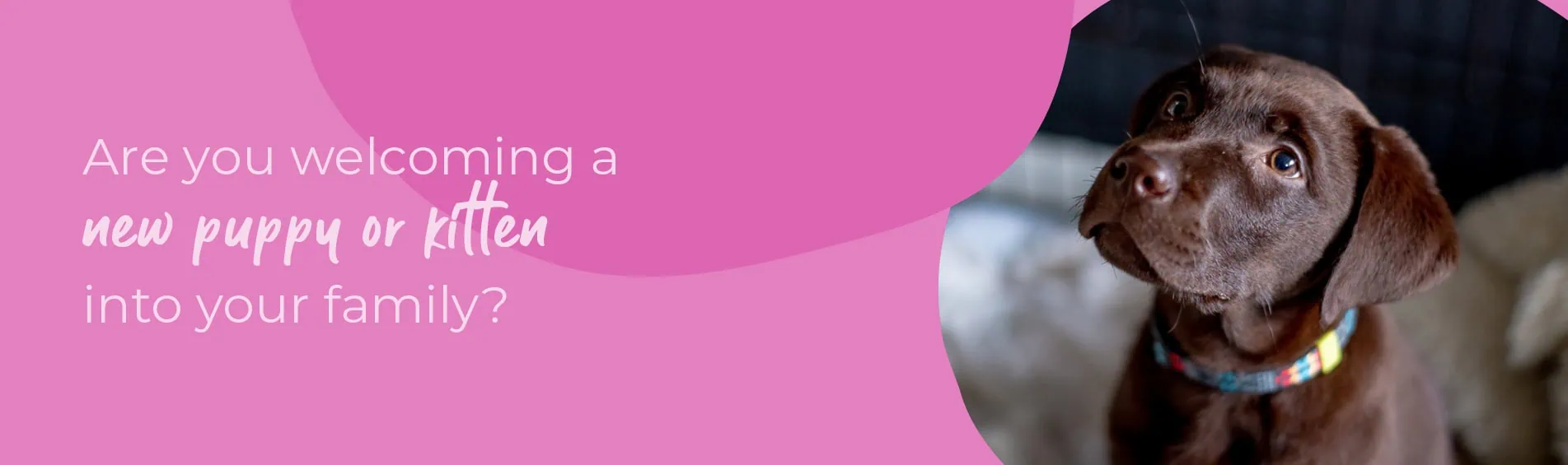 Start of Life for Your Puppy or Kitten | Spinney Vets