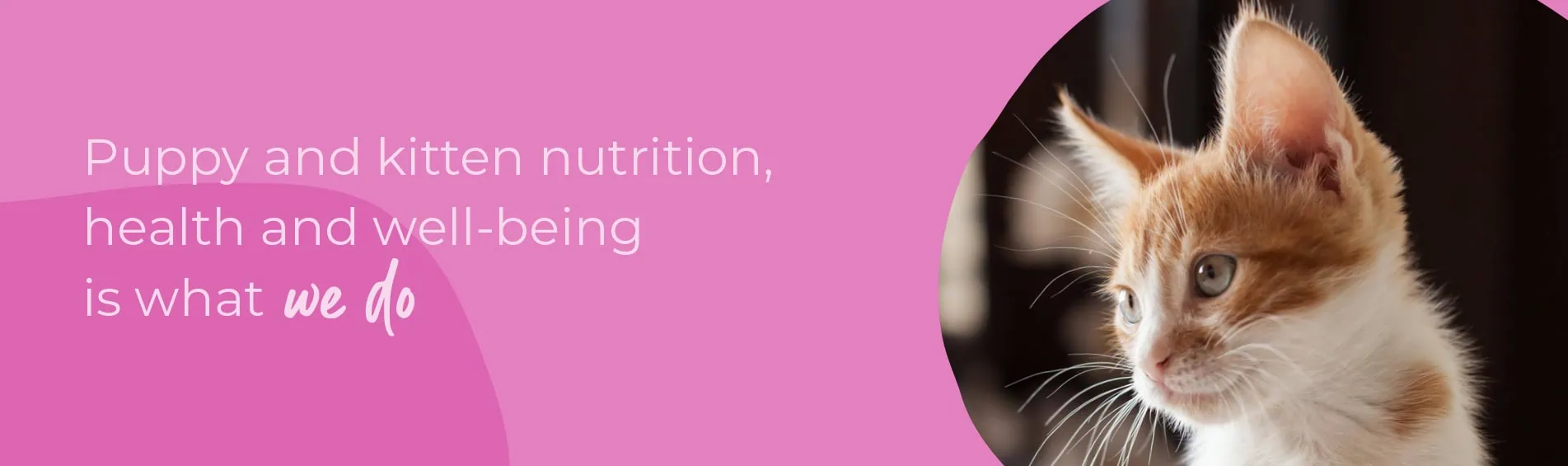 Start of Life for Your Puppy or Kitten | Spinney Vets