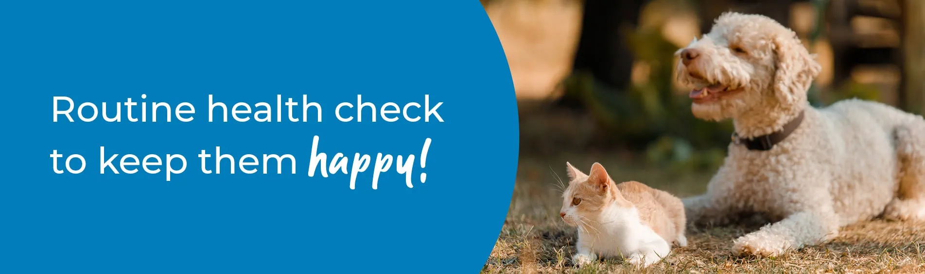 Pet Health Check in Northampton | Preventative Vet Care | Spinney Vets